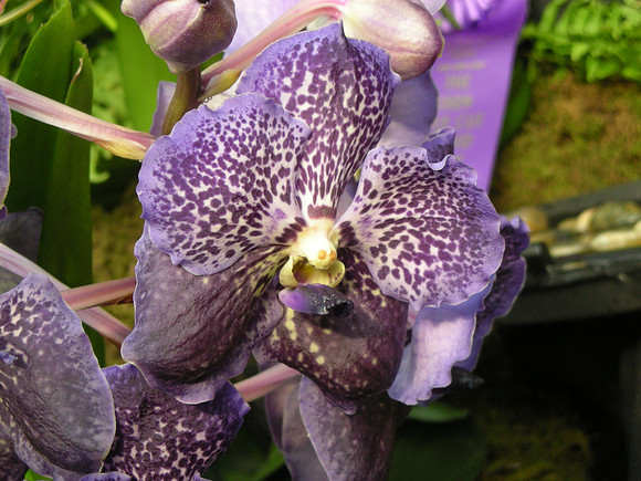 Vanda-TrevorRathbone1