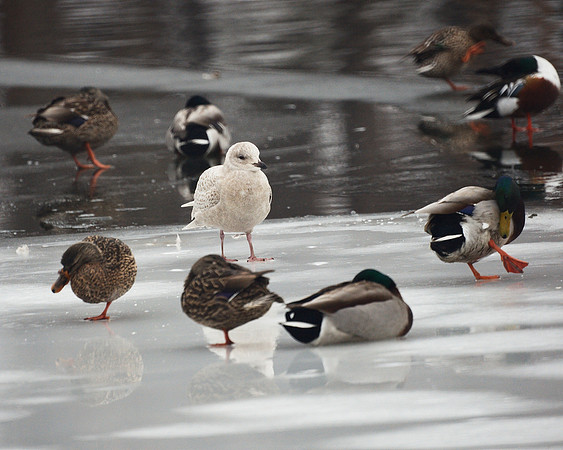 Iceland Gull among ducks, Central Park Lake