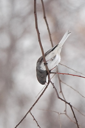 Junco, Central Park