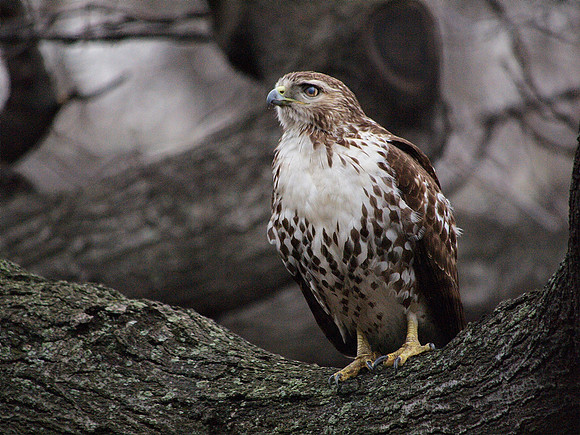 Young Red-Tailed Hawk, Theodore Roosevelt Park