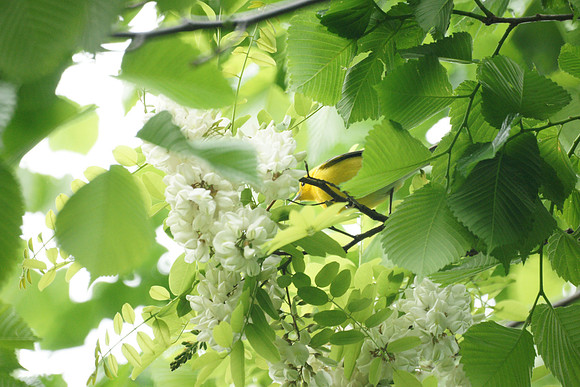 Prothonotary Warbler, Central Park