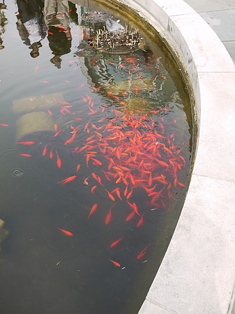 Goldfish, Brooklyn Botanic Garden