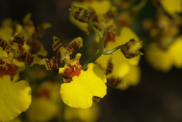 Oncidium Gower Ramsey