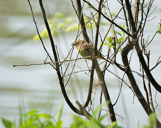 Palm Warbler, Central Park