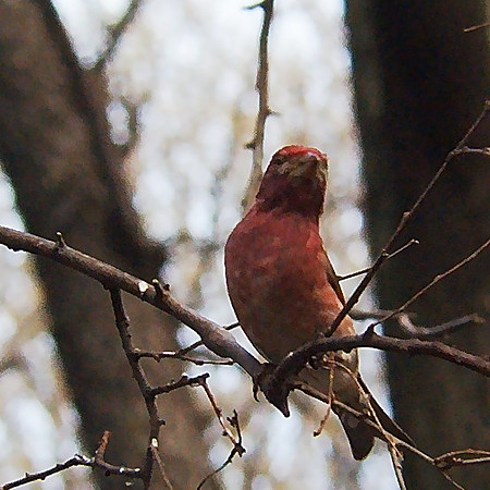Purple Finch