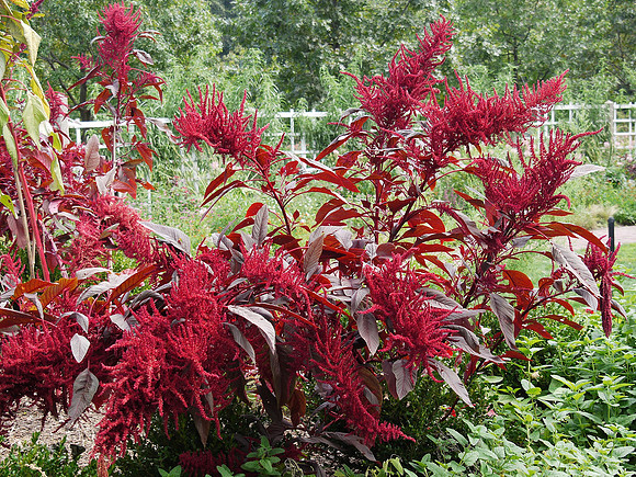 Amaranth, Brooklyn Botanic Garden