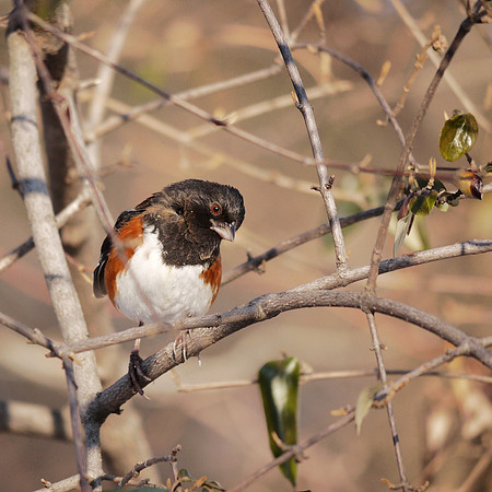 Rufous-Sided Towhee, Central Park