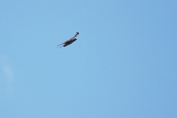 Pale Male over Fifth Avenue