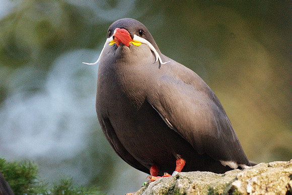 Inca Tern