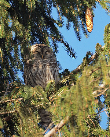 Barred Owl, Central Park