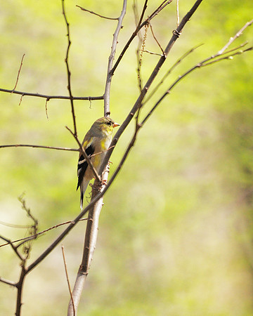 American Goldfinch, Central Park
