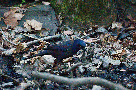 Common Grackle, Central Park