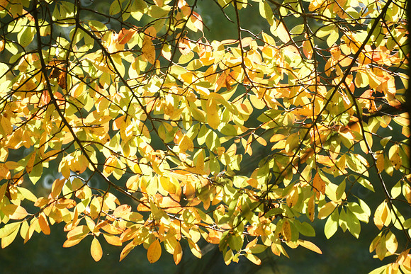 Central Park, Autumn