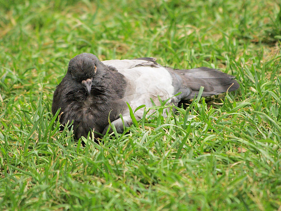 Pigeon basking, Bryant Park