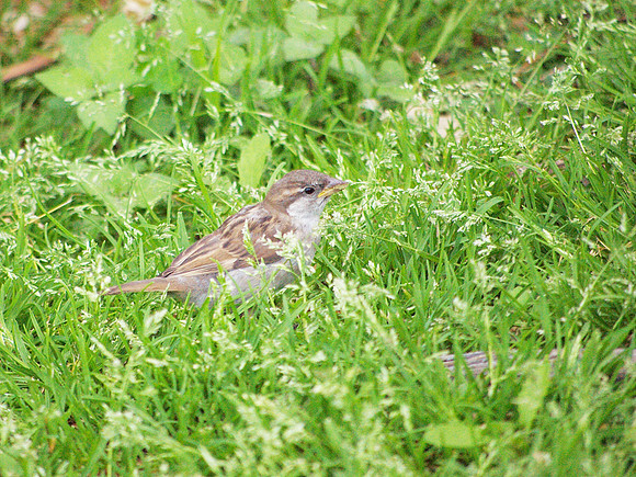 Sparrow, Carl Schurz Park