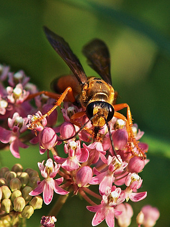Great Golden Digger Wasp, Central Park, NY