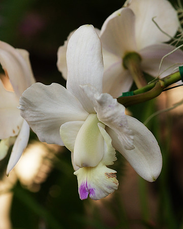 Cattleya intermedia