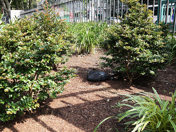 Pigeon, relaxing, Theodore Roosevelt Park