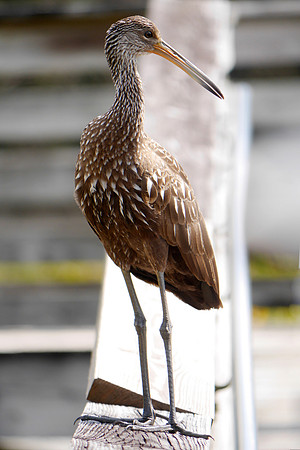 Limpkin, Green Cay