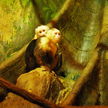 Welcome to the Monkey House
