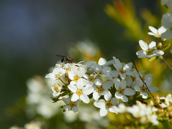 The hoverfly has landed