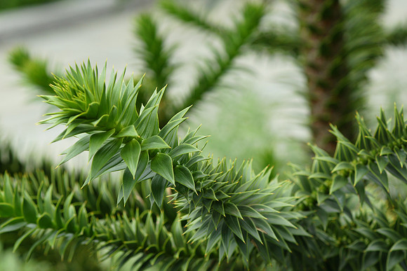 Monkey Puzzle