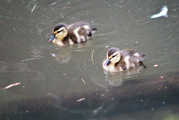 Ducklings, Central Park Boat Pond