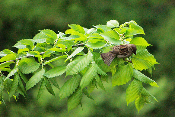 House Sparrow, Central Park