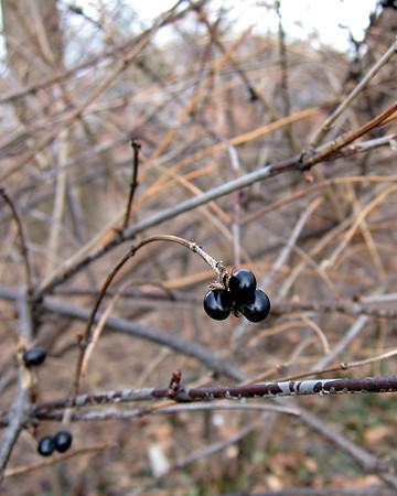 Berries, Winter, Central Park