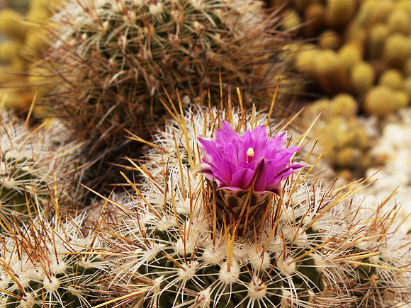 cactus, closer