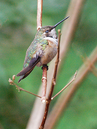 The AMNH Rufous Hummingbird