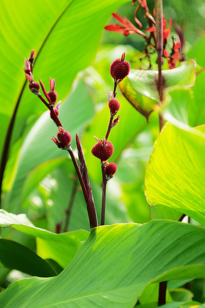 Canna, Brooklyn Botanic Garden