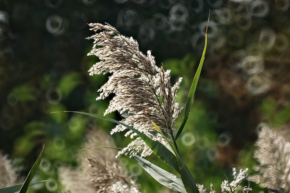 Marsh grass, NY Botanical Garden