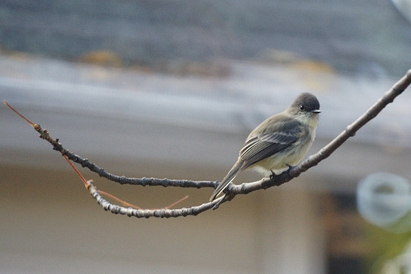 Eastern Phoebe, Prattsville NY