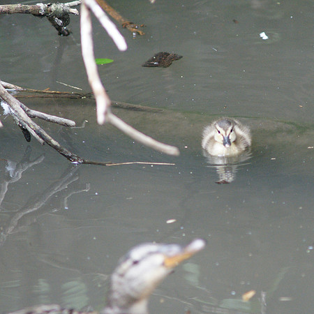 Duckling