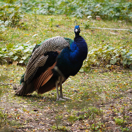 Peacock, Bronx Zoo
