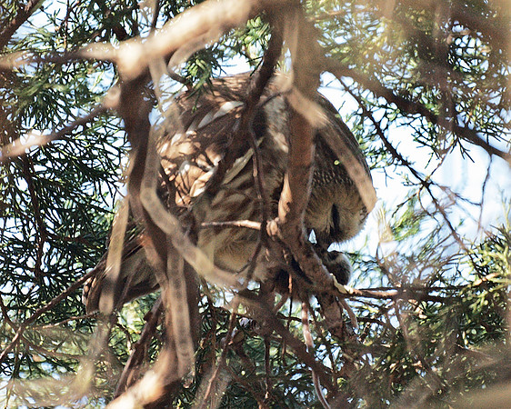 Saw-Whet Owl and lunch