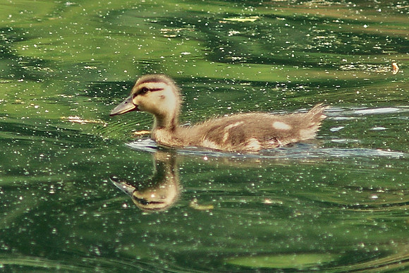 duckling, cruising