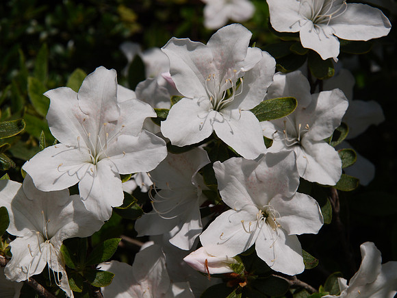 Central Park Conservancy Garden