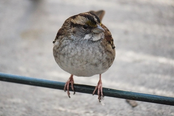 White-Throated Sparrow, Central Park