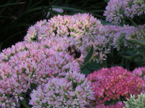 Bzzz