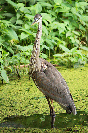 Great Blue Heron, Turtle Pond
