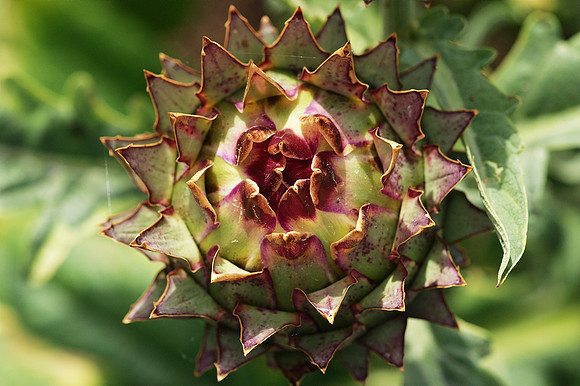 Thistle Bud