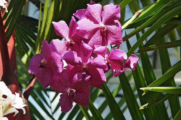 Vandas, NY Botanical Garden