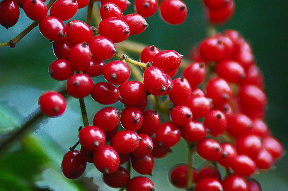 berries