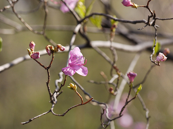 Opening cherry