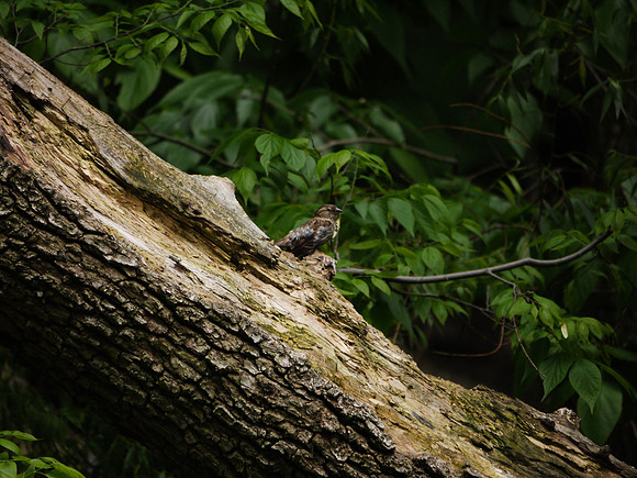House Sparrow molting, Central park