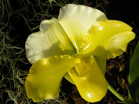 Paph-yellow-04