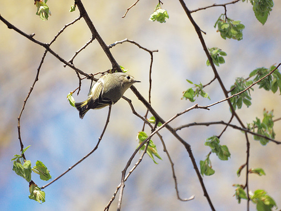 Ruby-Crowned Kinglet, Central Park