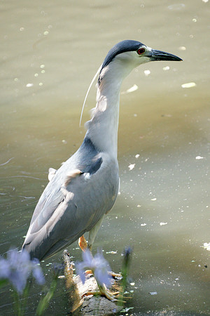 Black-Crowned Night Heron, Turtle Pond
